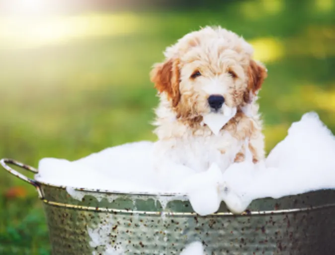 Dog Outside Taking a Bath Covered in Suds Dog Outside Taking a Bath Covered in Suds