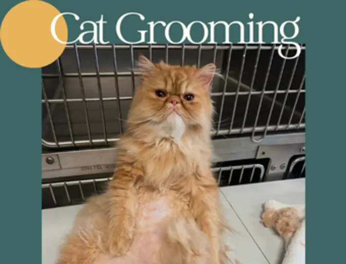 Beattie Pet Hospital - Brantford - Cat Grooming Beattie Pet Hospital - Brantford - Cat Grooming