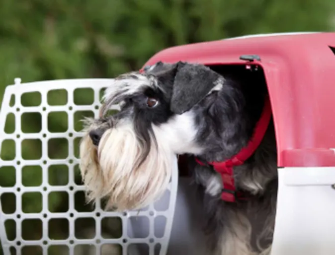 A dog sitting in its crate A dog sitting in its crate