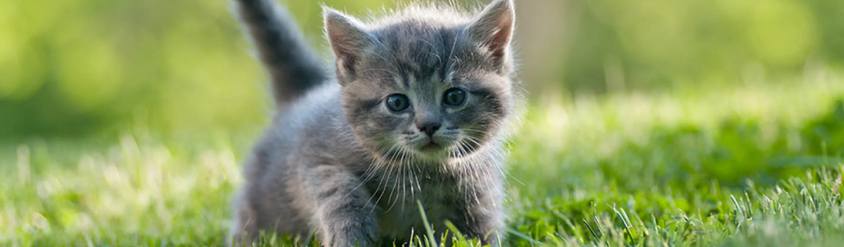 Cat standing in grass Cat standing in grass