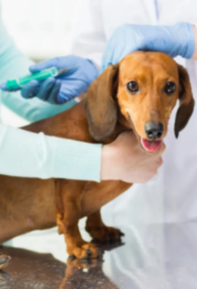 Small Brown Dog Getting Vaccinated