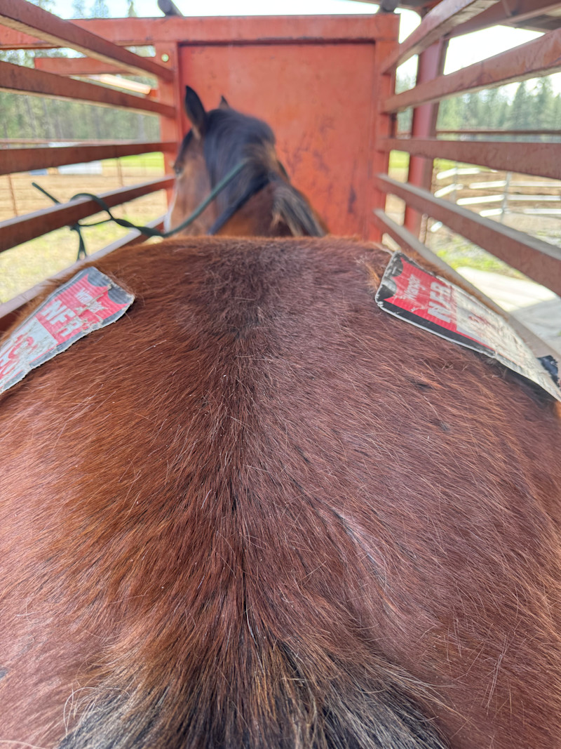 bucking horse