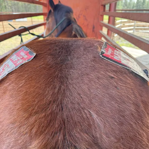 bucking horse bucking horse
