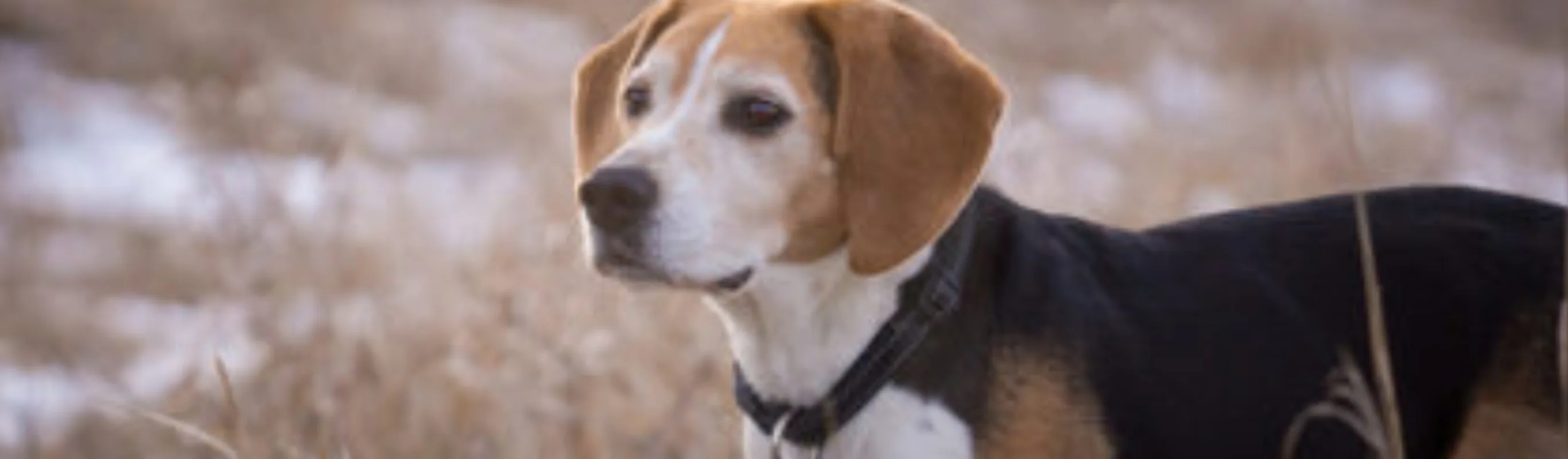 A beagle in a grassy plain A beagle in a grassy plain