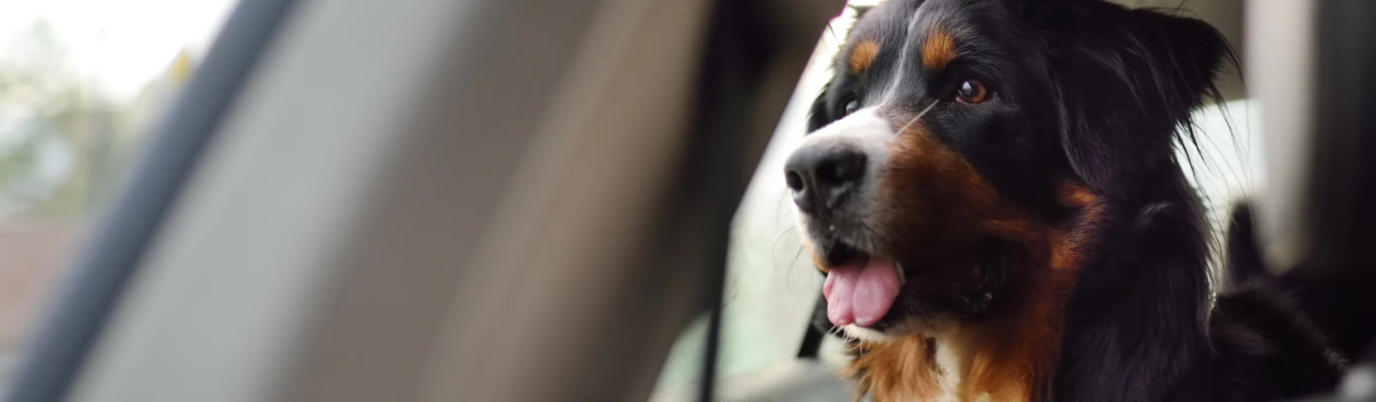Dog Looking Out of Backseat Window Dog Looking Out of Backseat Window
