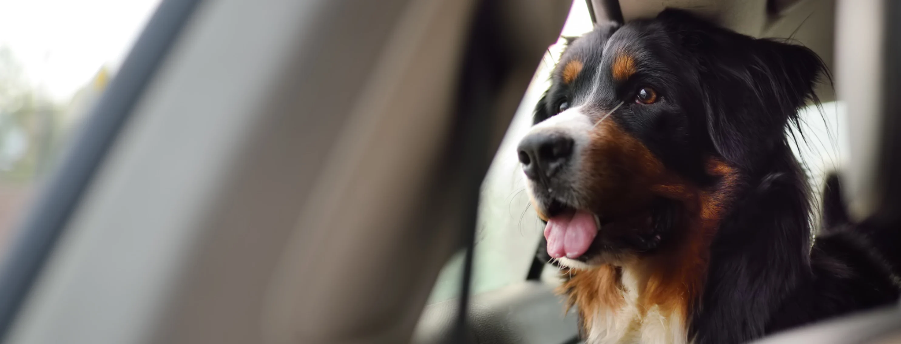 Dog Looking Out of Backseat Window