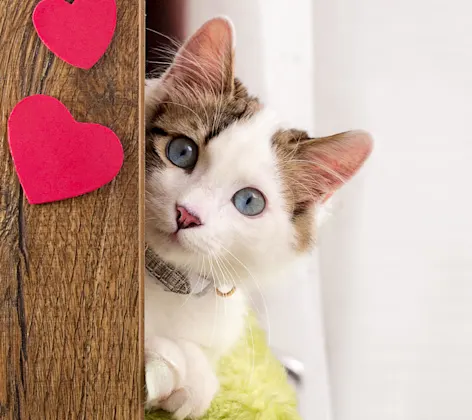 A kitten poking around a corner that has paper hearts glued to it A kitten poking around a corner that has paper hearts glued to it