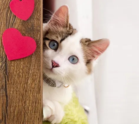 A kitten poking around a corner that has paper hearts glued to it
