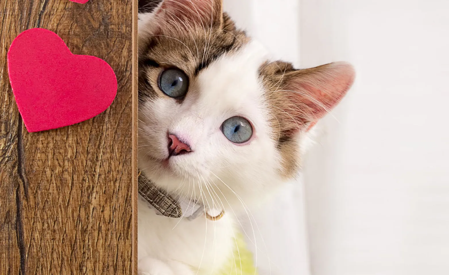 A kitten poking around a corner that has paper hearts glued to it