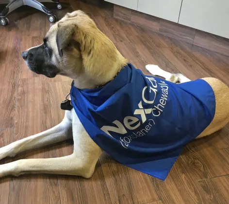 Dog with NexCare cape on