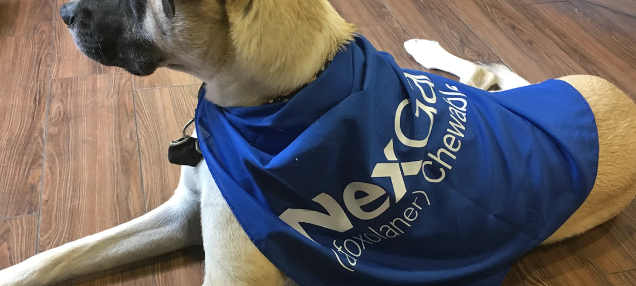 Dog with NexCare cape on Dog with NexCare cape on