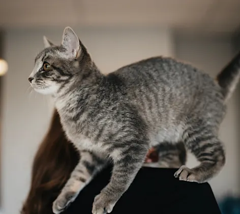 Gray brindle cat on a staff member's shoulder Gray brindle cat on a staff member's shoulder
