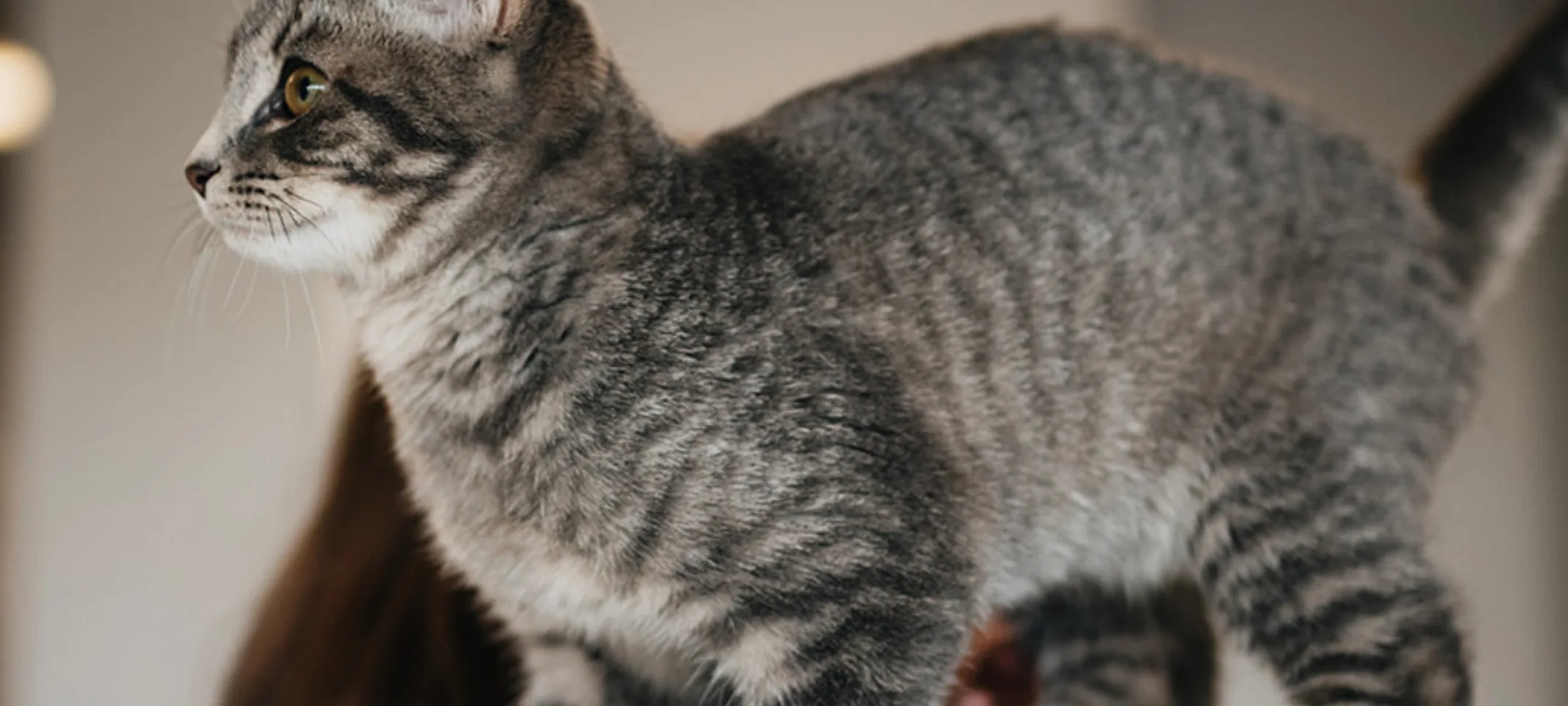 Gray brindle cat on a staff member's shoulder Gray brindle cat on a staff member's shoulder