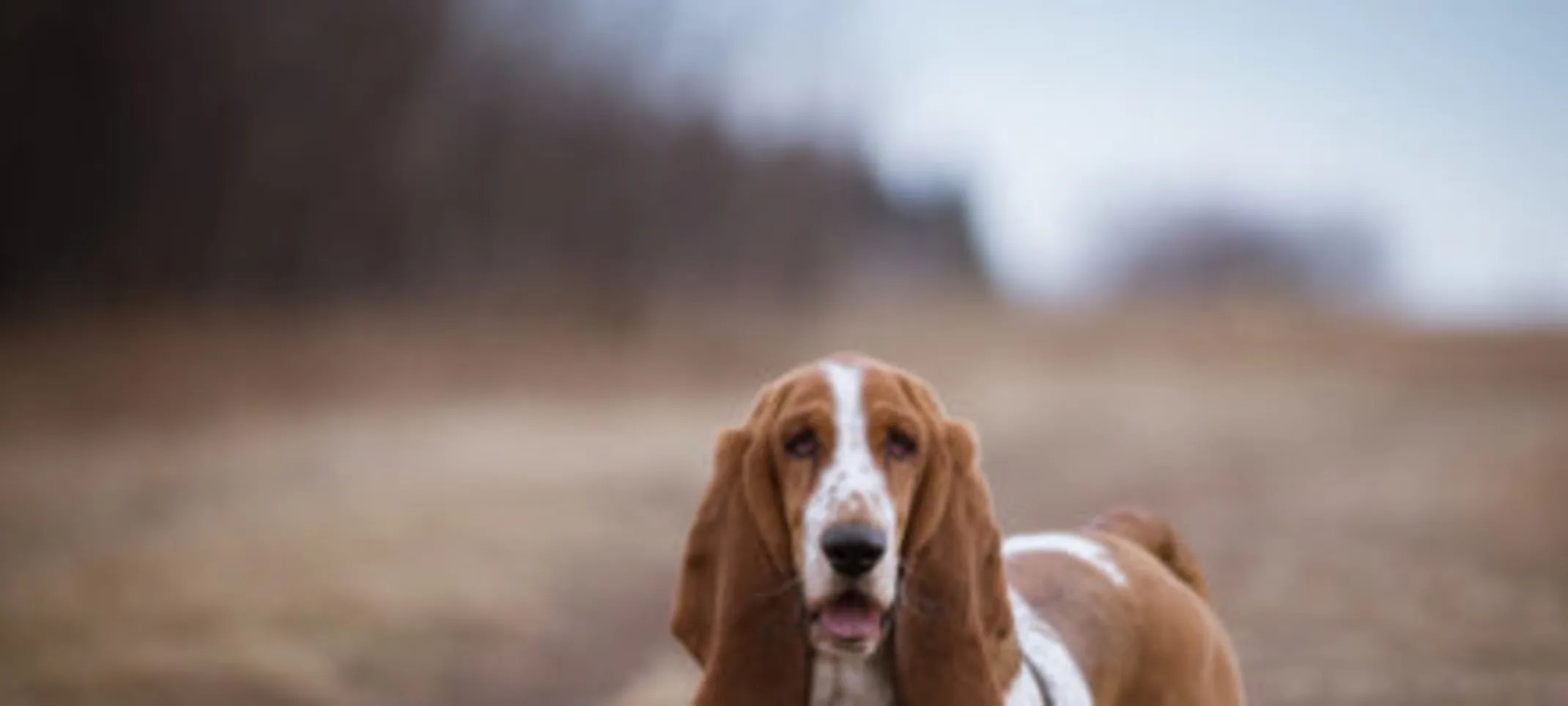A beagle on the field A beagle on the field