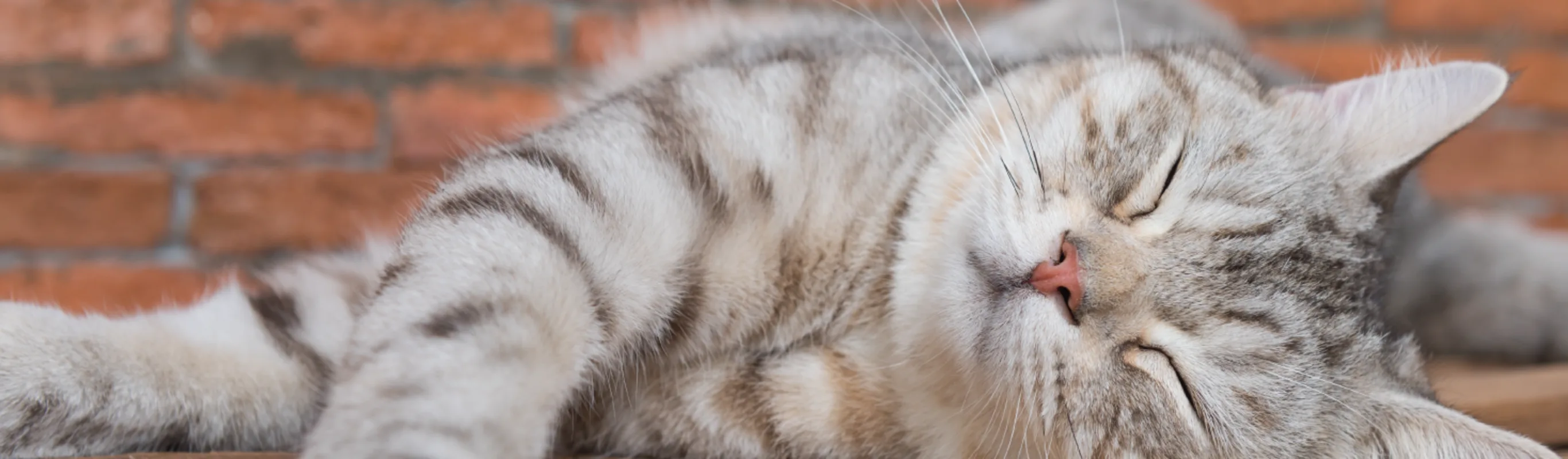 Cat laying down near brick wall