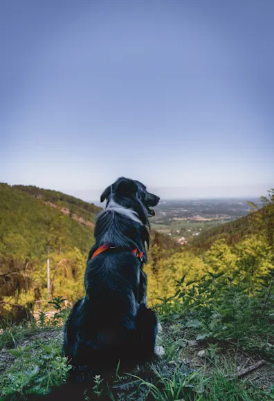 Dog sitting on top of a hill looking over the field below