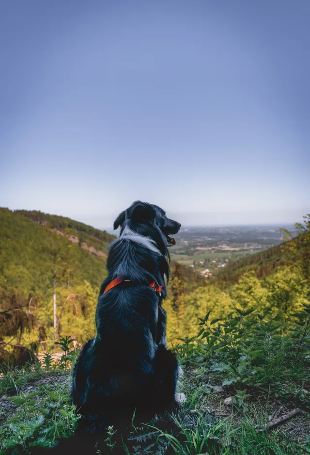 Dog sitting on top of a hill looking over the field below Dog sitting on top of a hill looking over the field below
