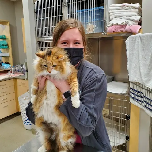 Glen Ellyn staff member holds up a cat over a table inside the animal hospital Glen Ellyn staff member holds up a cat over a table inside the animal hospital