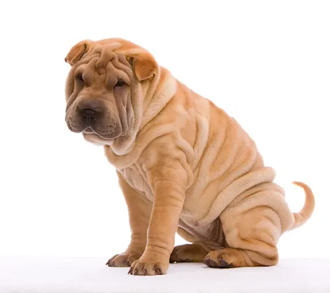 Brown sharpei dog sitting down against a white background