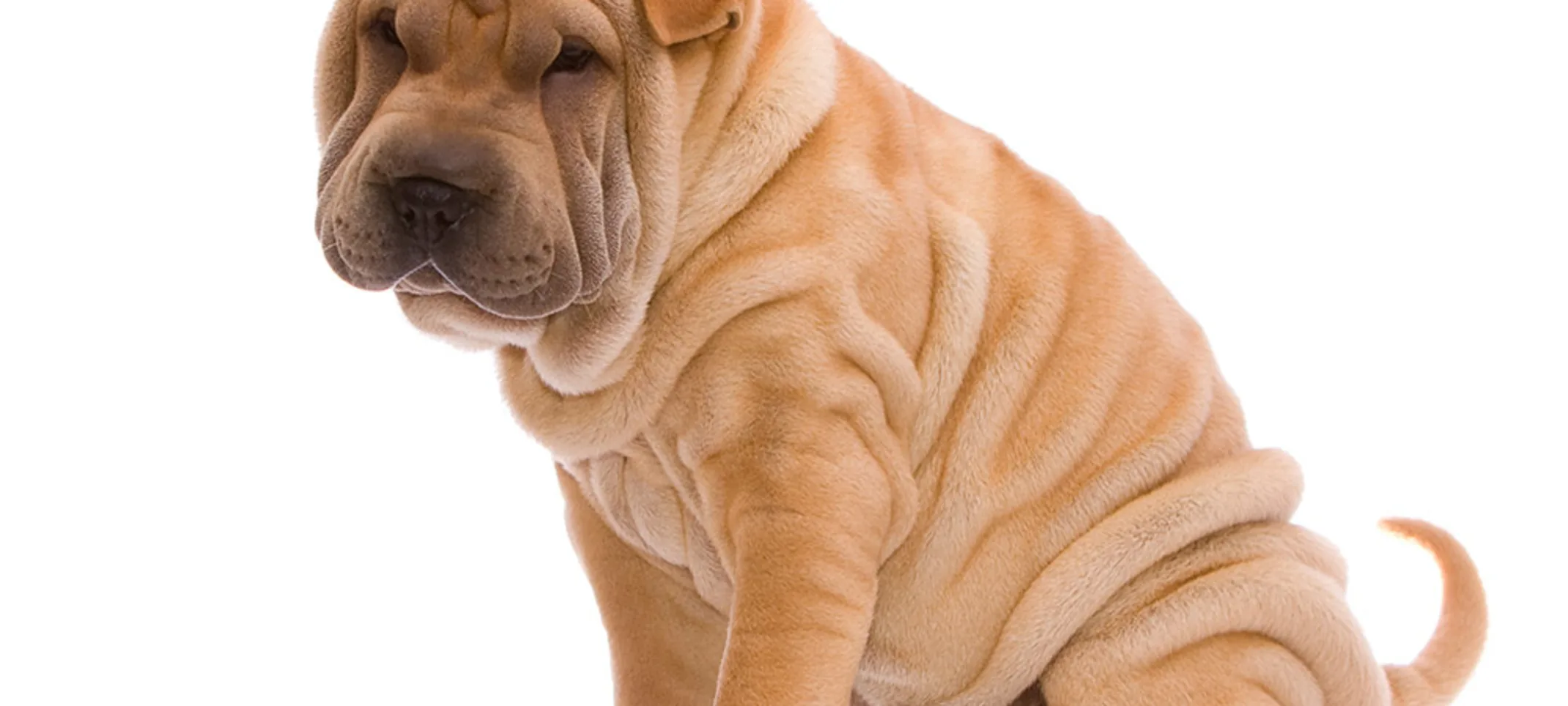 Brown sharpei dog sitting down against a white background