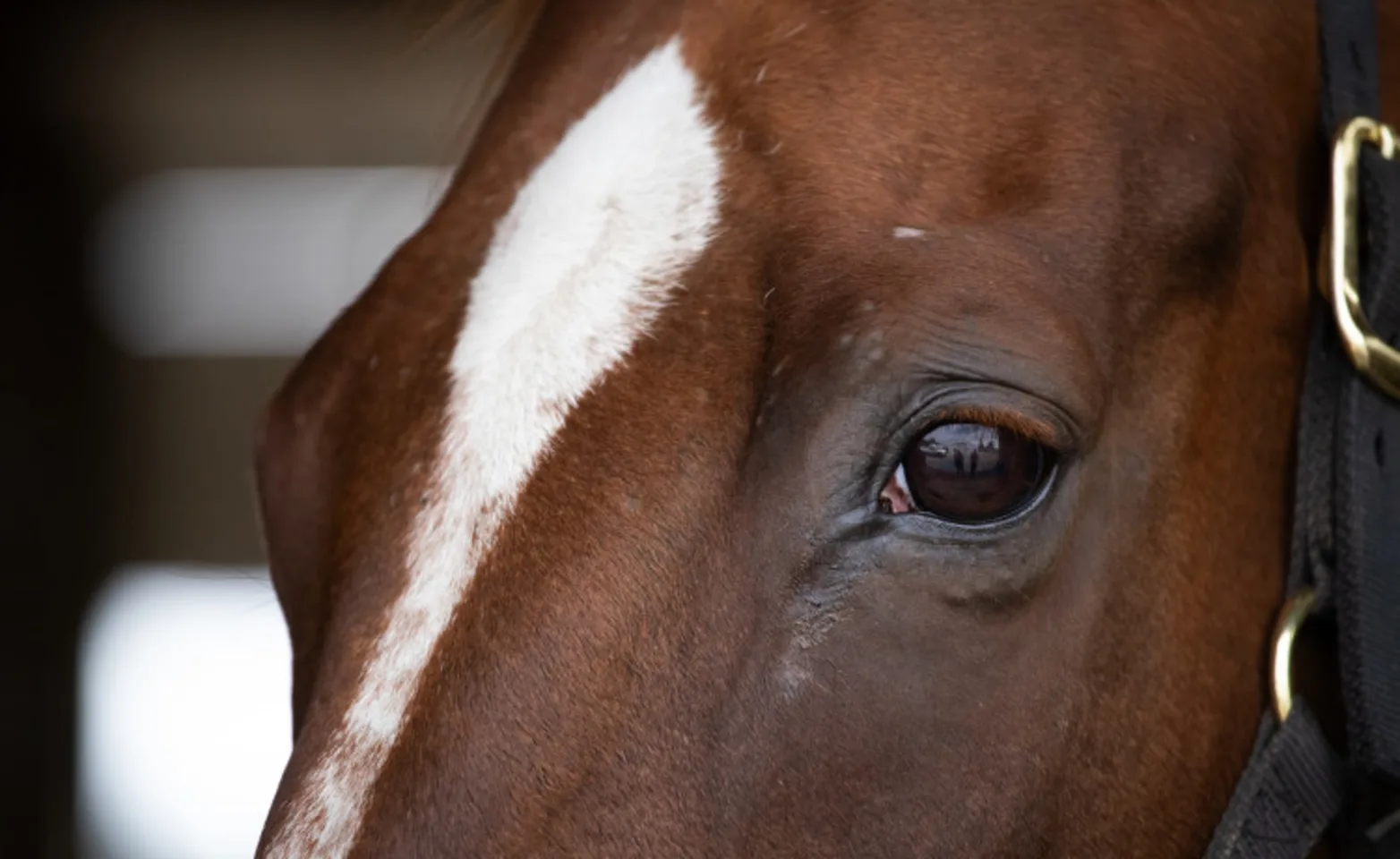 Robin at McKinlay & Peters Equine Robin at McKinlay & Peters Equine