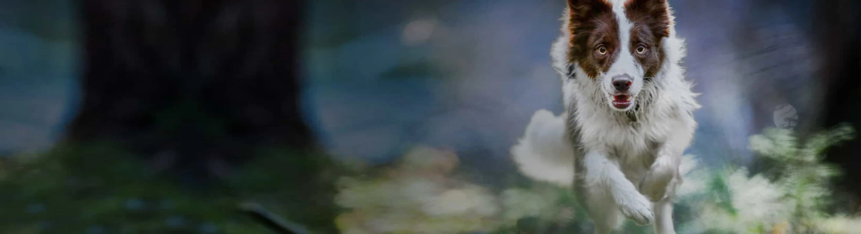 Dog Running Through the Forest Dog Running Through the Forest