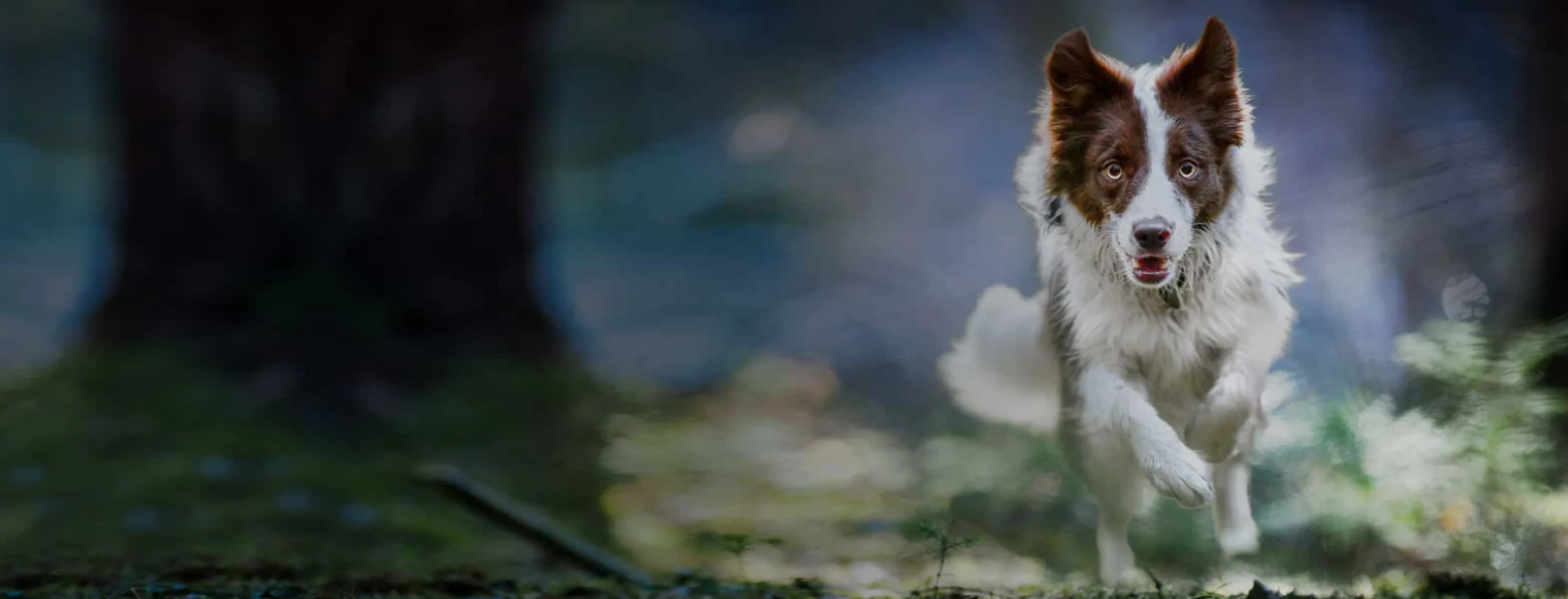 Dog Running Through the Forest