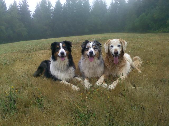 Three happy dogs in a meadow