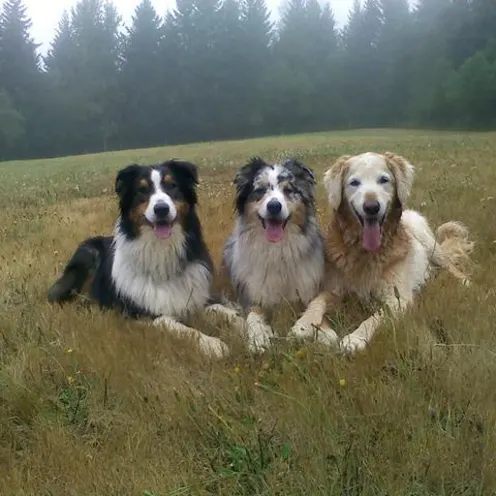 Three happy dogs in a meadow