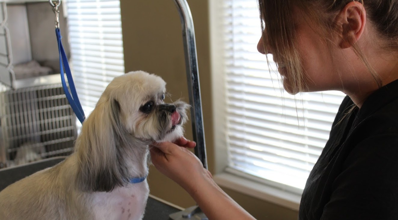 Grooming Sunrise Pet Lodge