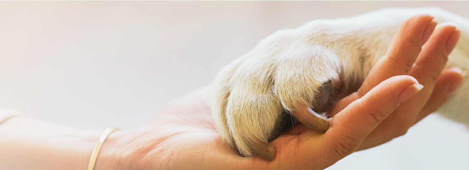 Owner Holding Pet's Paw