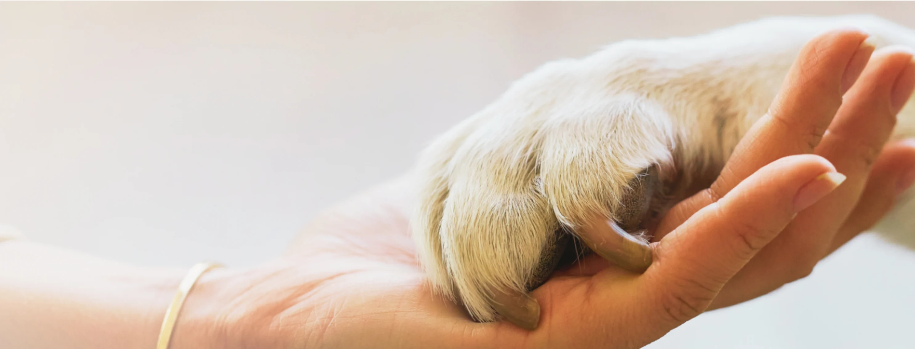 Owner Holding Pet's Paw Owner Holding Pet's Paw