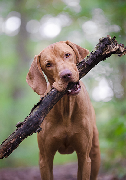 A Vizsla dog standing with a stick in its mouth