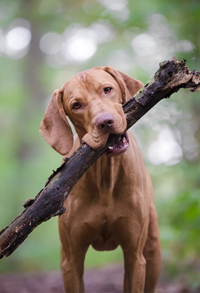 A Vizsla dog standing with a stick in its mouth A Vizsla dog standing with a stick in its mouth