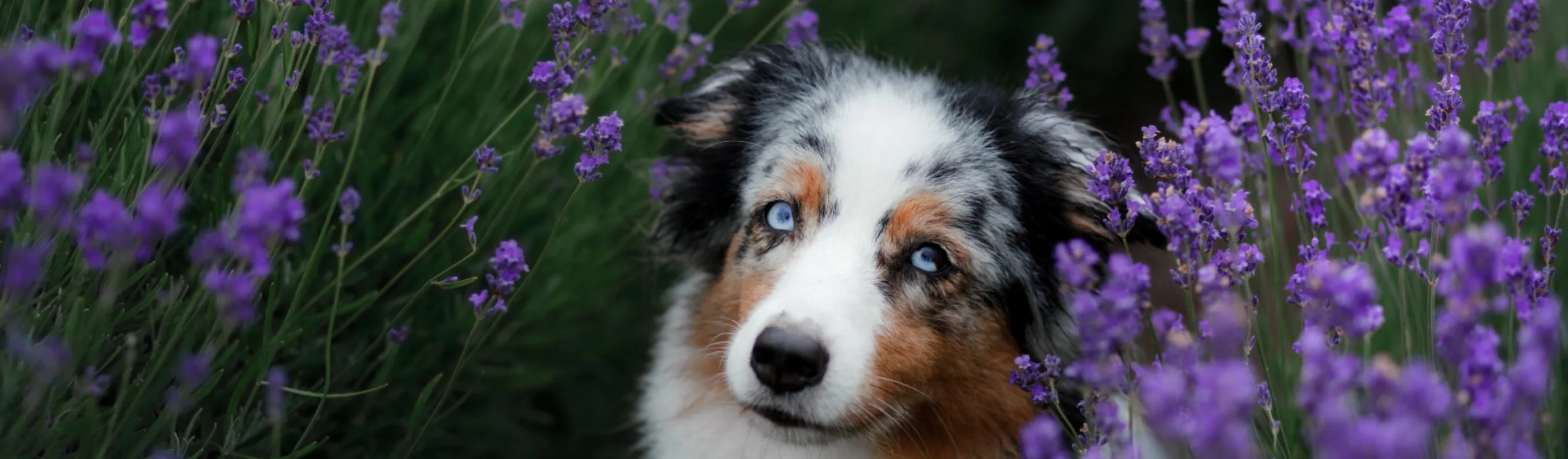 Black and white dog sitting in field of purple lavender flowers Black and white dog sitting in field of purple lavender flowers