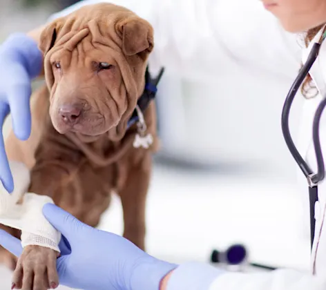 Woman Vet wrapping bandage on dog