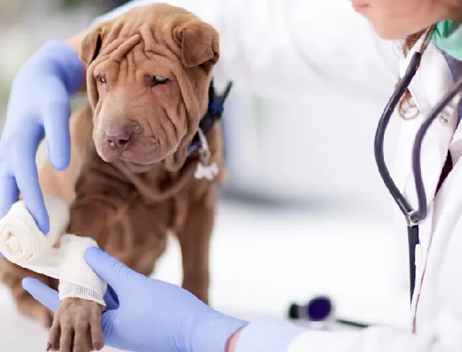 Woman Vet wrapping bandage on dog