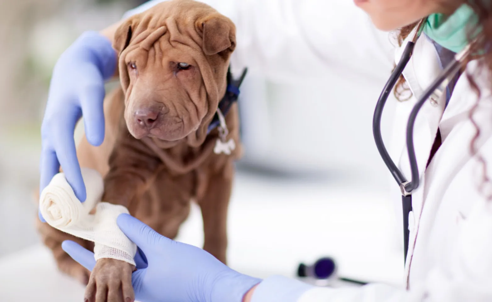 Woman Vet wrapping bandage on dog