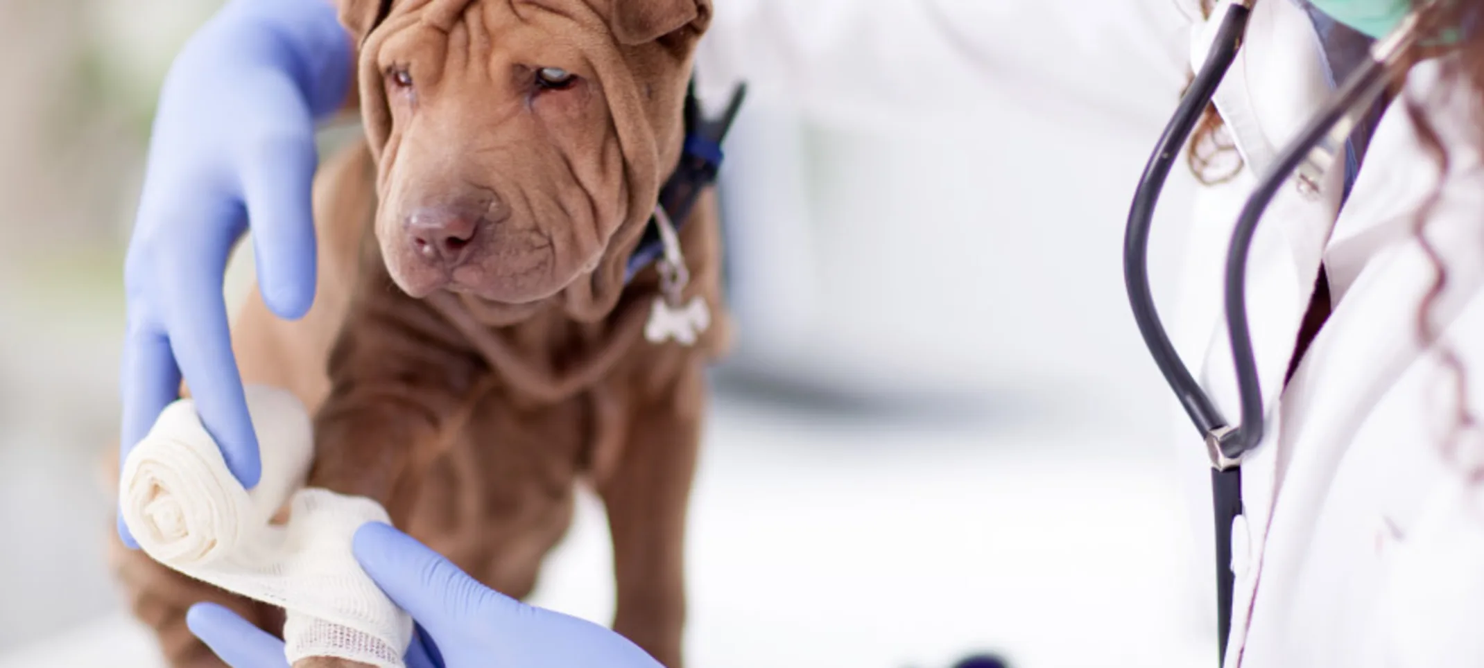 Woman Vet wrapping bandage on dog