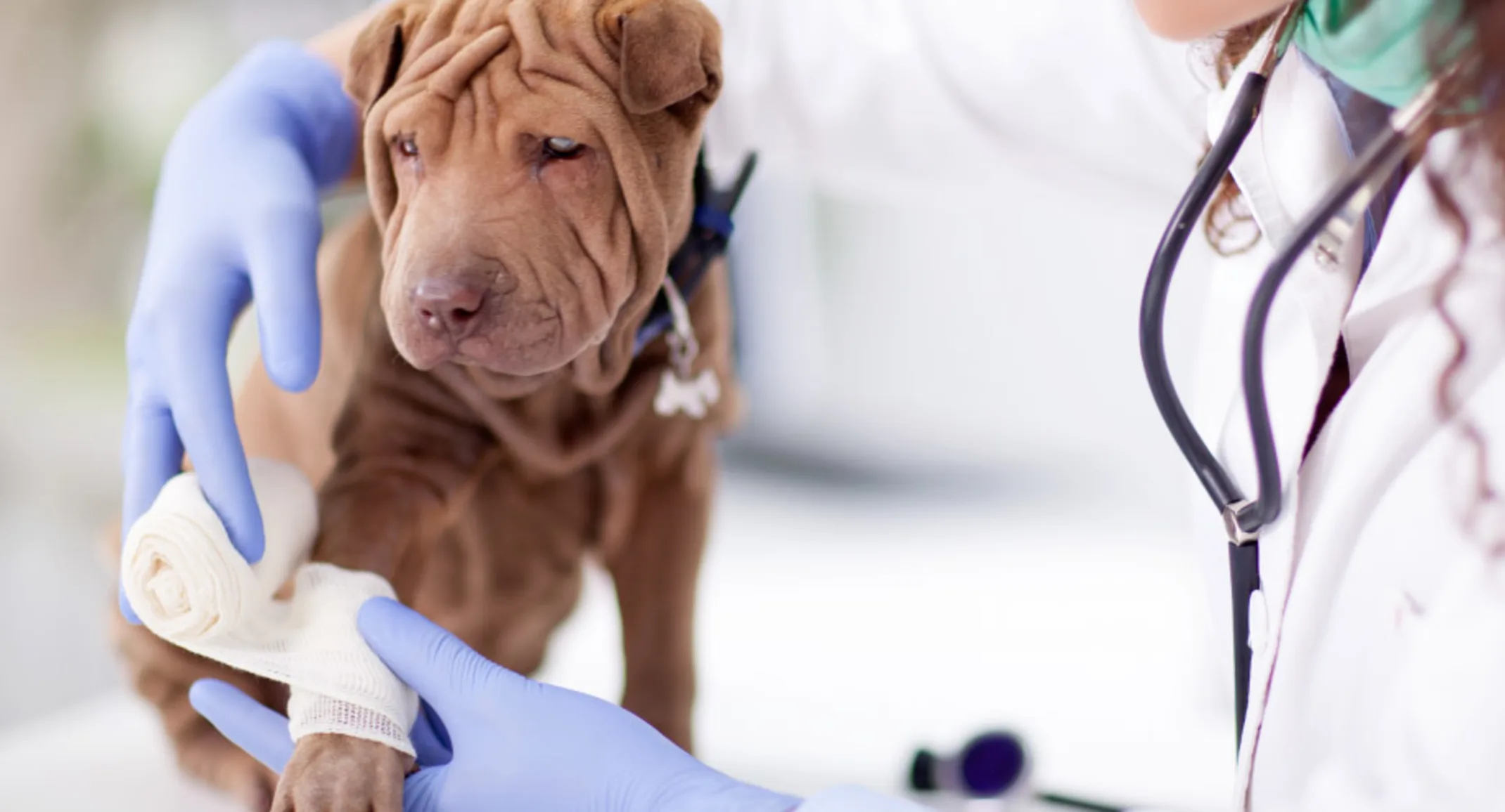Woman Vet wrapping bandage on dog Woman Vet wrapping bandage on dog