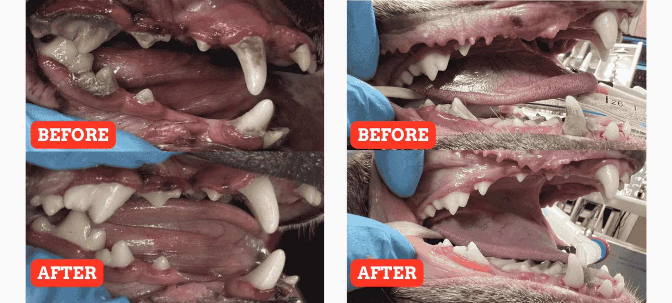 Dental Cleaning and Oral Health Assessment (Before/After) Dental Cleaning and Oral Health Assessment (Before/After)