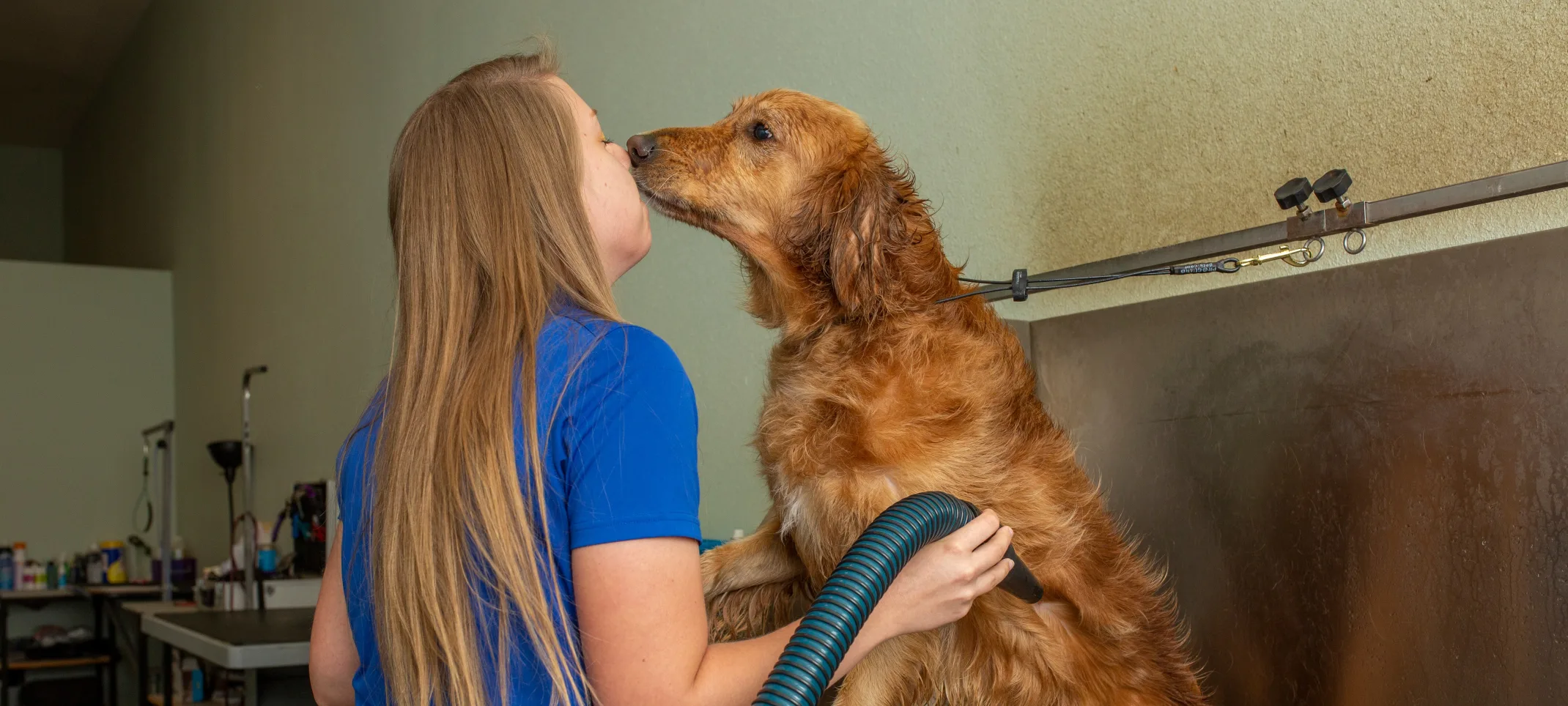 dog grooming dog grooming