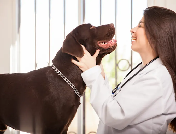 Light skinned woman veterinarian with long brown hair examining a brown Labrador dog and smiling