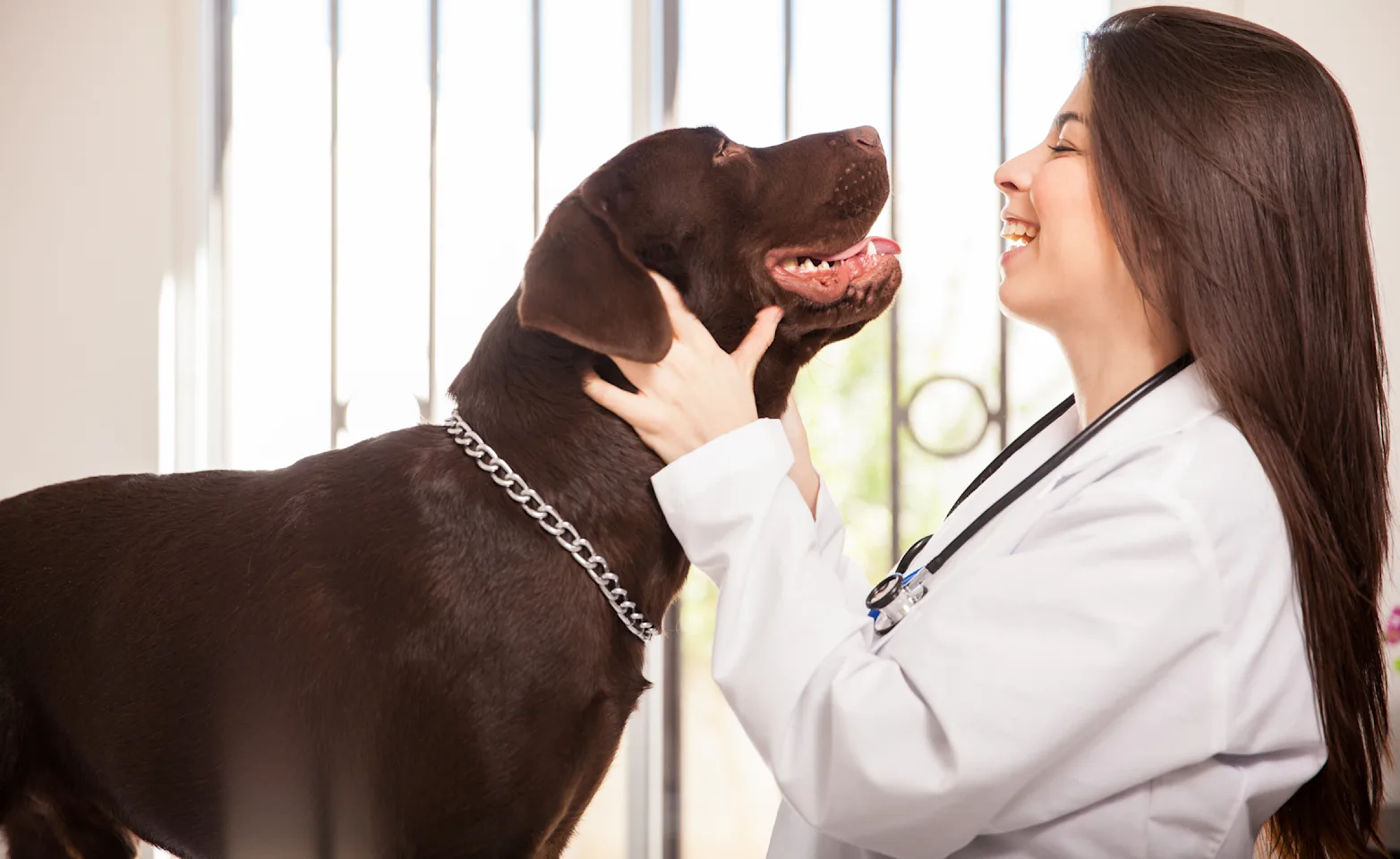 Light skinned woman veterinarian with long brown hair examining a brown Labrador dog and smiling Light skinned woman veterinarian with long brown hair examining a brown Labrador dog and smiling