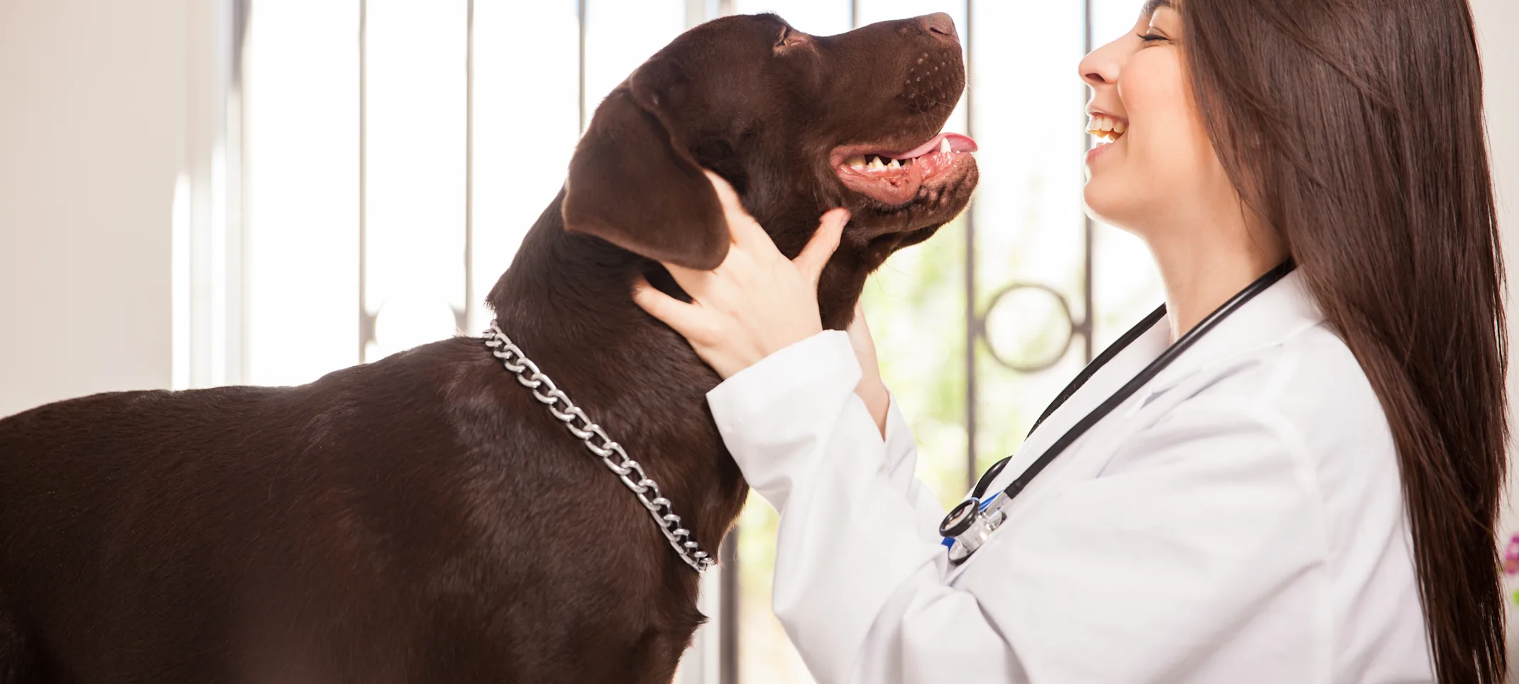 Light skinned woman veterinarian with long brown hair examining a brown Labrador dog and smiling Light skinned woman veterinarian with long brown hair examining a brown Labrador dog and smiling