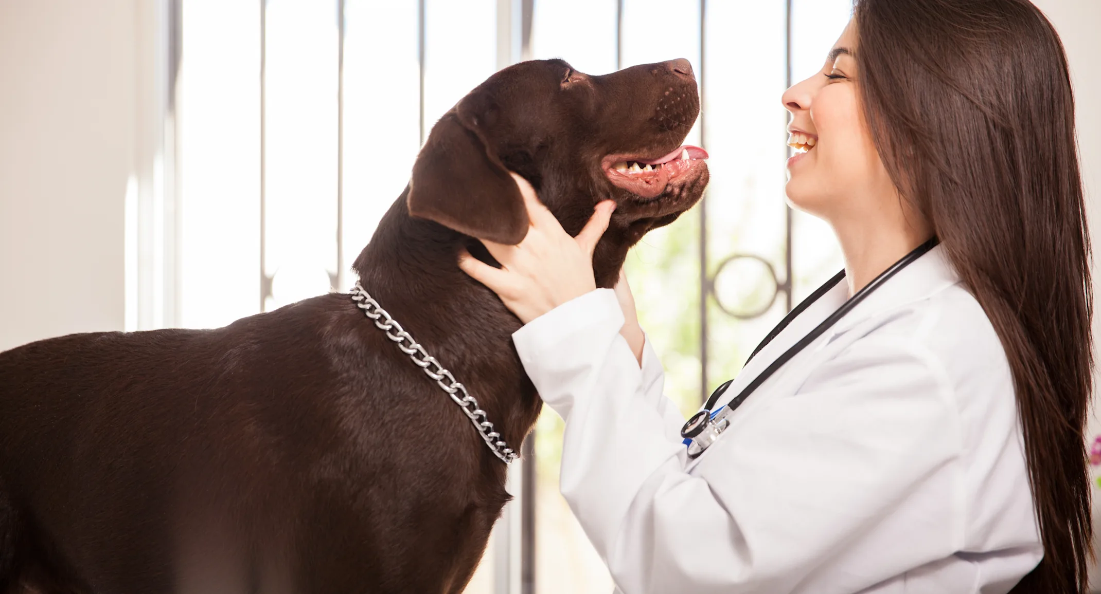 Light skinned woman veterinarian with long brown hair examining a brown Labrador dog and smiling Light skinned woman veterinarian with long brown hair examining a brown Labrador dog and smiling