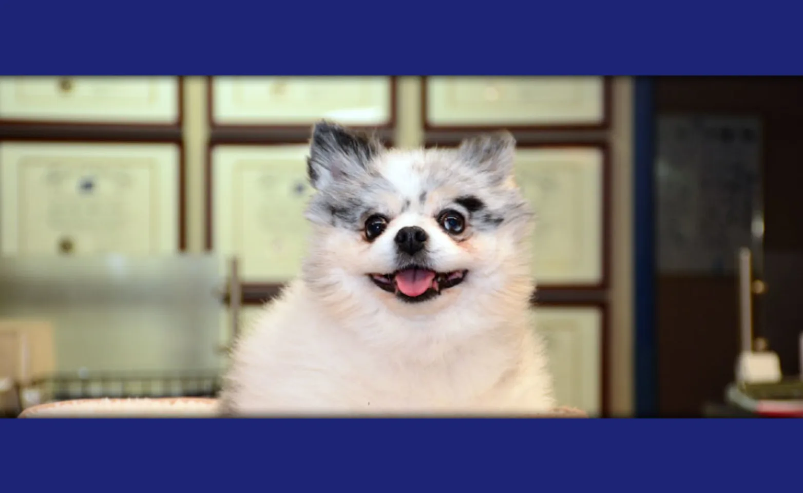 Payment Options at Northeast Indiana Veterinary Emergency & Specially Hospital Payment Options at Northeast Indiana Veterinary Emergency & Specially Hospital