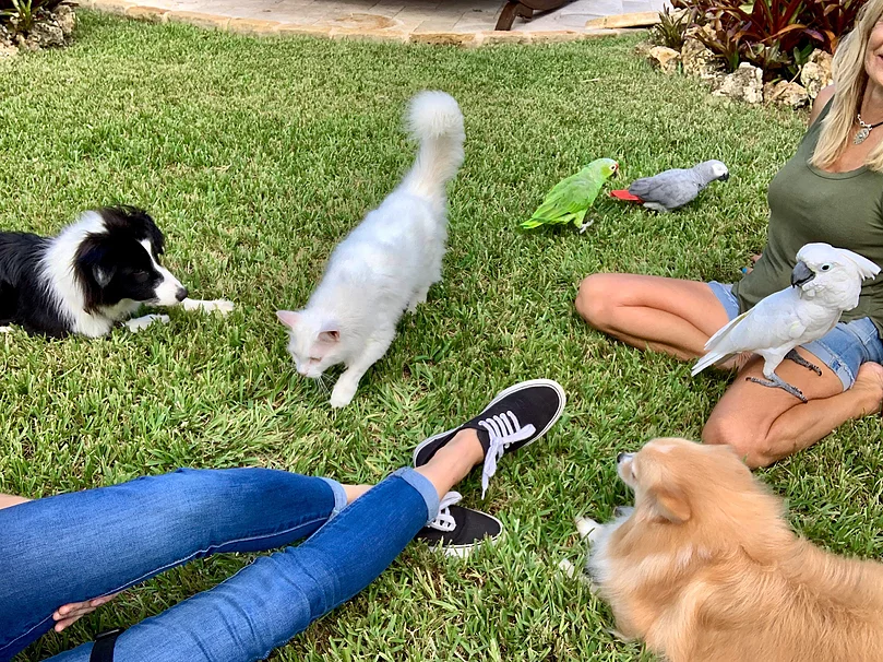 Exotic Training at Pet Lodge of South Florida