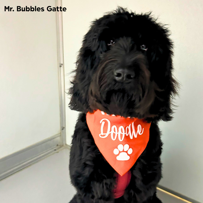 Mr. Bubbles Gatte