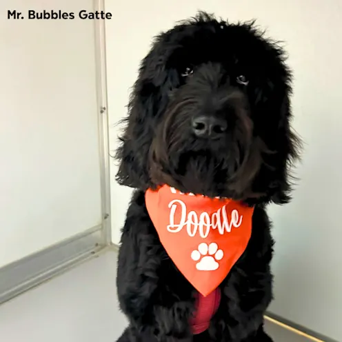 Mr. Bubbles Gatte Mr. Bubbles Gatte